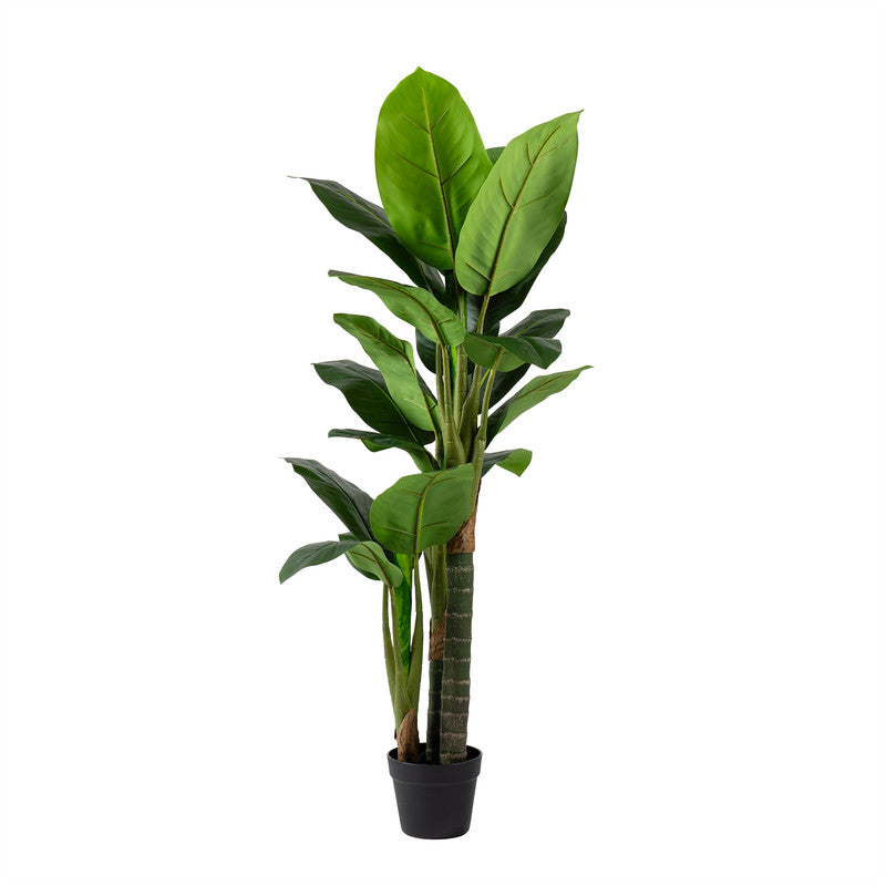 120cm Real Touch Dieffenbachia Plant